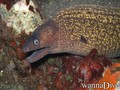 scuba diving photo