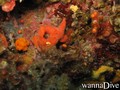 scuba diving photo
