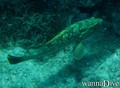scuba diving photo