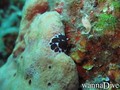 scuba diving photo