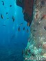 scuba diving photo