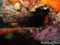 scuba diving photo