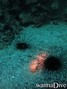 scuba diving photo
