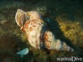 scuba diving photo