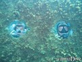 scuba diving photo