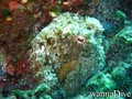 scuba diving photo
