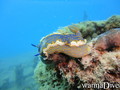 scuba diving photo
