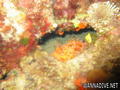 scuba diving photo