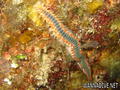 scuba diving photo