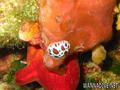 scuba diving photo