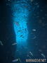 scuba diving photo