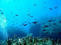 scuba diving photo
