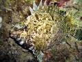scuba diving photo