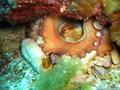 scuba diving photo