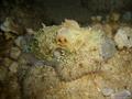 scuba diving photo