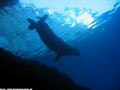 scuba diving photo