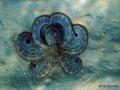 scuba diving photo