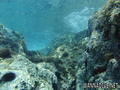 scuba diving photo