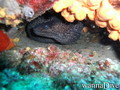 scuba diving photo