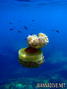 scuba diving photo