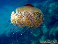 scuba diving photo