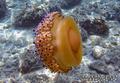 scuba diving photo