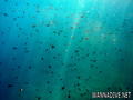 scuba diving photo