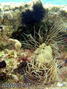 scuba diving photo