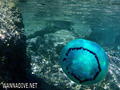 scuba diving photo