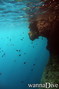 scuba diving photo