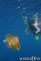 scuba diving photo