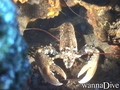 scuba diving photo