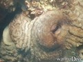 scuba diving photo