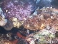 scuba diving photo
