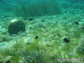 scuba diving photo