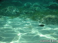 scuba diving photo