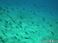 scuba diving photo
