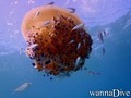 scuba diving photo