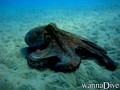 scuba diving photo