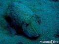 scuba diving photo