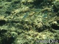 scuba diving photo