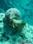 scuba diving photo