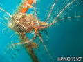scuba diving photo