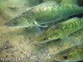 scuba diving photo
