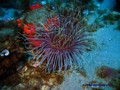scuba diving photo
