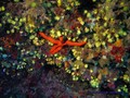 scuba diving photo