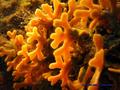 scuba diving photo