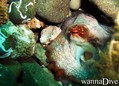 scuba diving photo