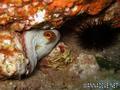 scuba diving photo