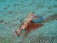 scuba diving photo